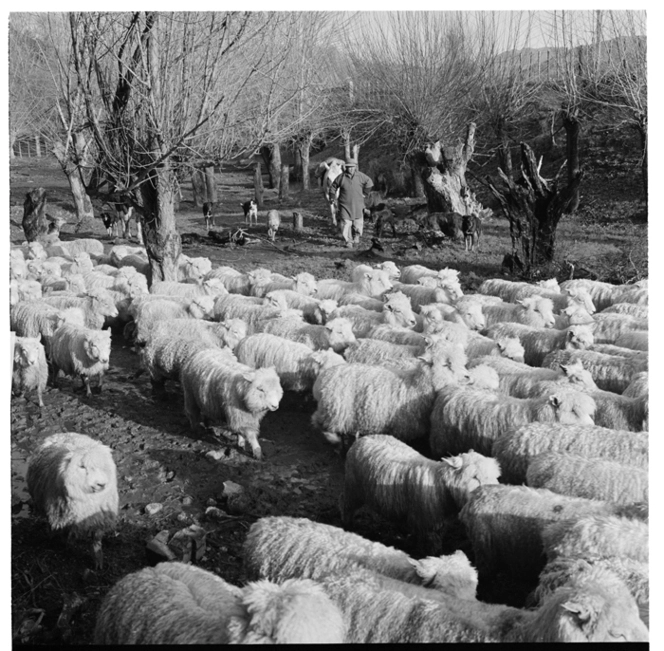 Driving sheep through the creek before shearing; collecting firewood, Ruatoria