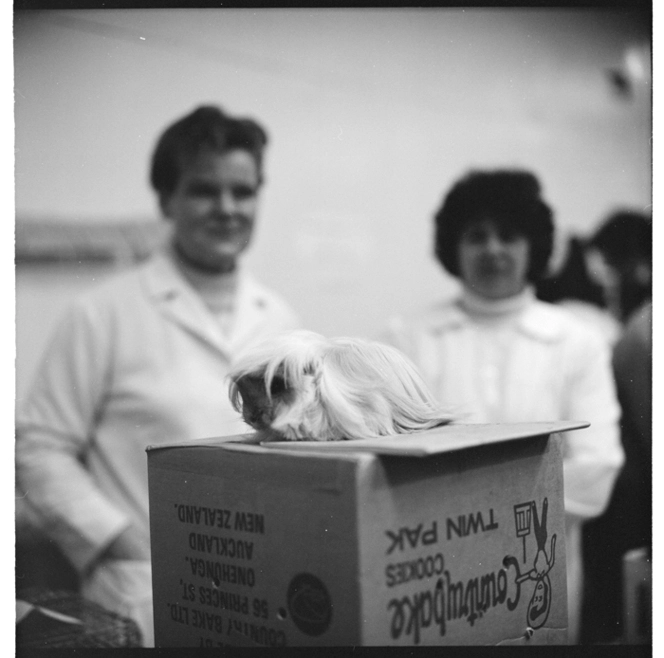 Scenes at a Fido dog show in Wellington