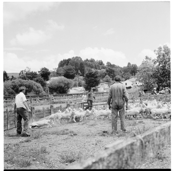 Scenes on a sheep farm, probably in the Hunterville area