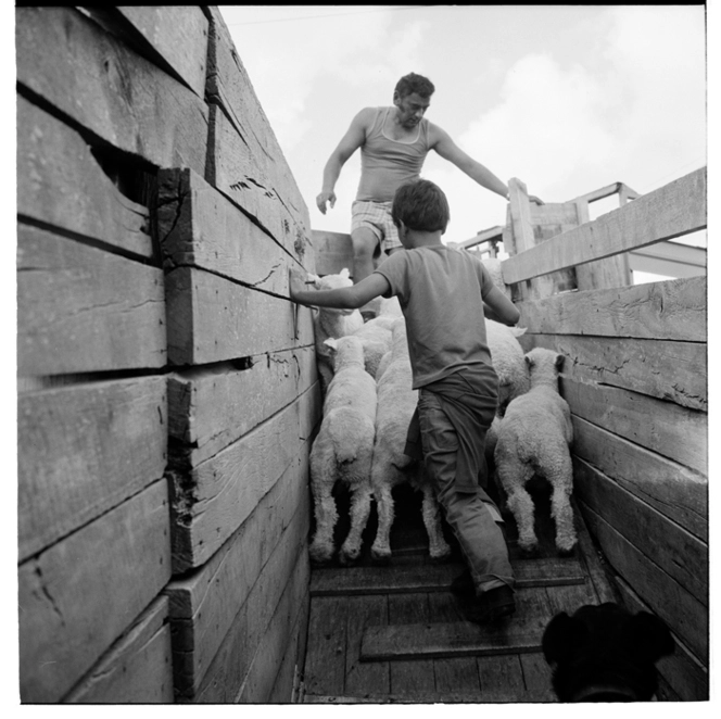 Scenes on a sheep farm, probably in the Hunterville area