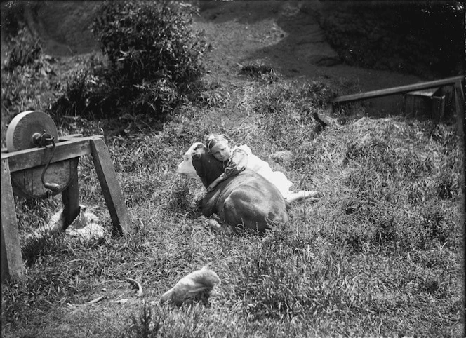 Young girl with a calf, Chatham Islands