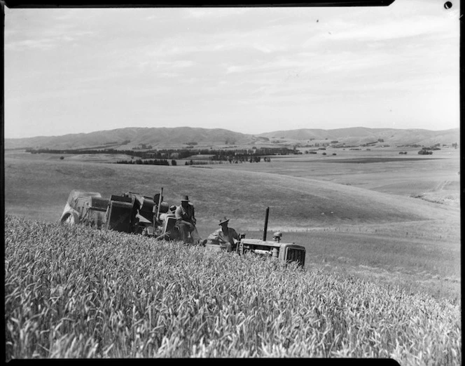 Wheat harvesting in Canterbury