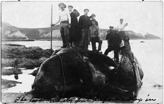 Whalers, Kaikoura