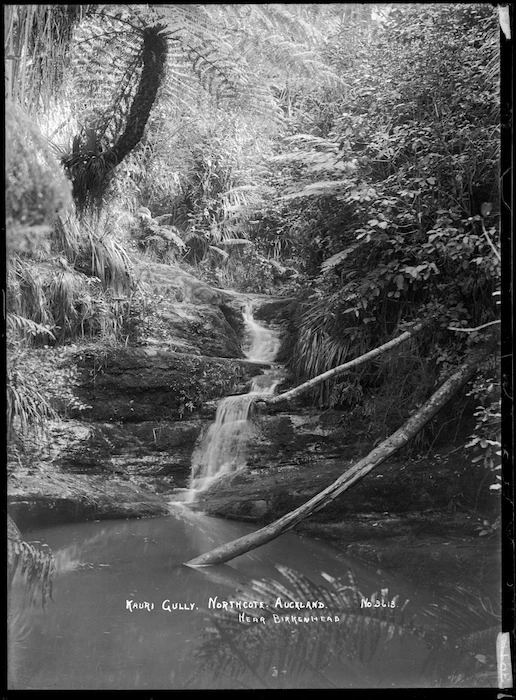 View of Kauri Gully, Northcote, Auckland
