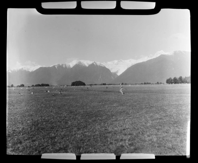 Native pigeons (Kereru) at Fox Glacier, Westland, West Coast