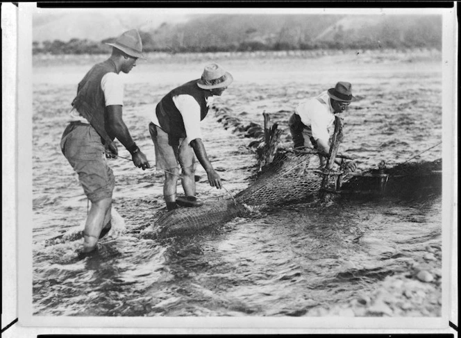Peter Buck, and others, setting a trap in a fish weir, Waiapu River - Photograph taken by James Ingram McDonald