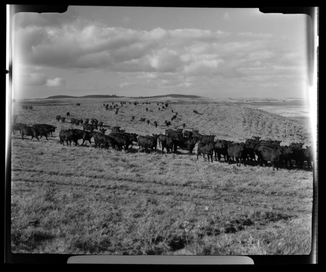 Bay of Islands County, Far North District, Northland