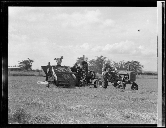 Haymaking at Aratapu