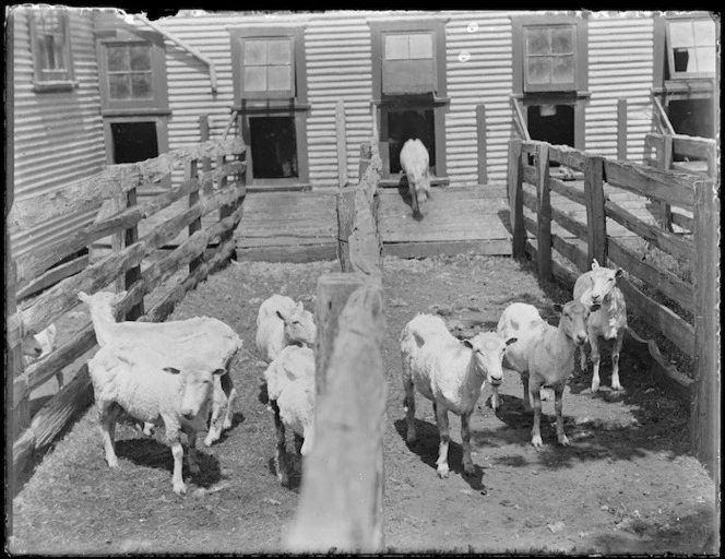 Shearing time at Mangatoi Station