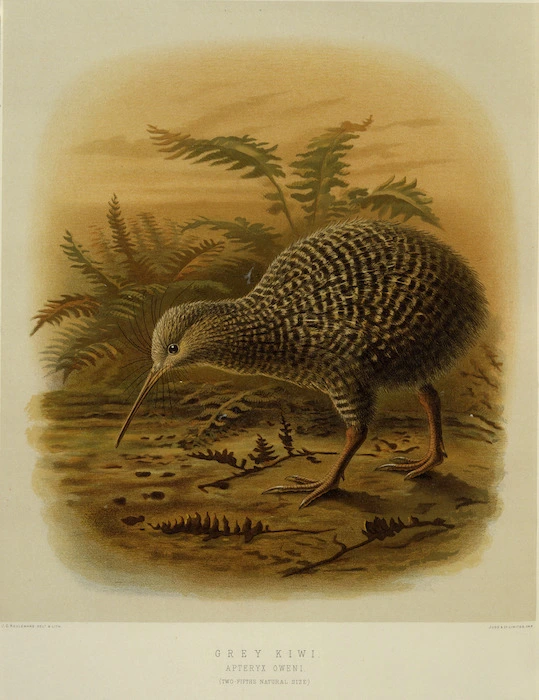 Keulemans, John Gerrard, 1842-1912 :Grey kiwi. Apteryx oweni. (two-fifths natural size). / J. G. Keulemans delt. & lith. [Plate XLVIII 1888].