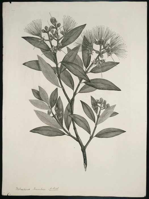 Parkinson, Sydney, 1745-1771: Metrosideros tomentosa. A. Rich. [Metrosideros excelsa (Myrtaceae) - Plate 445]