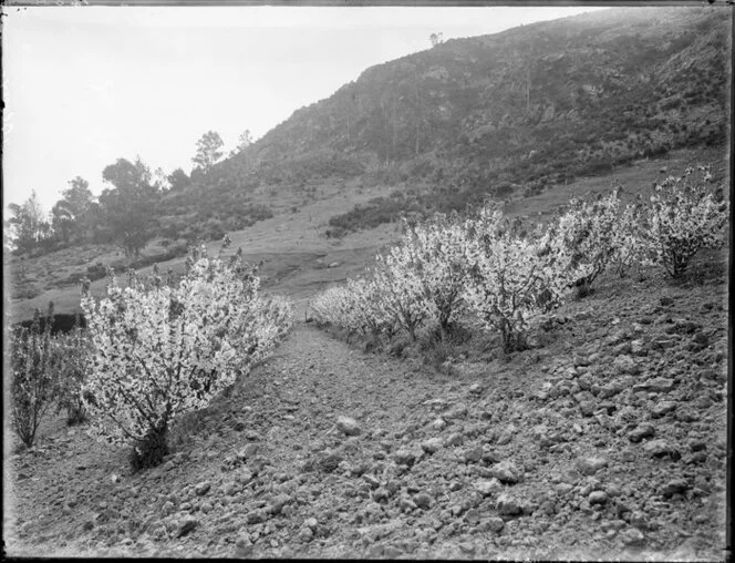 Young fruit orchard on a stony slope, Canterbury