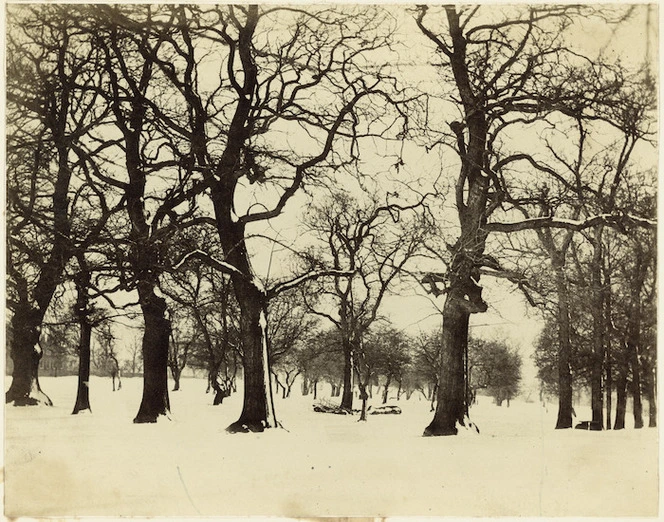 Trees in snow