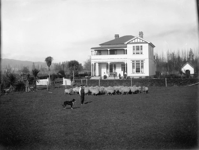 Farmhouse, paddock with sheep, Canterbury