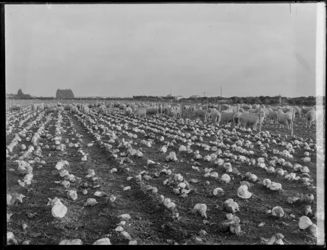 Sheep grazing in a field of swedes