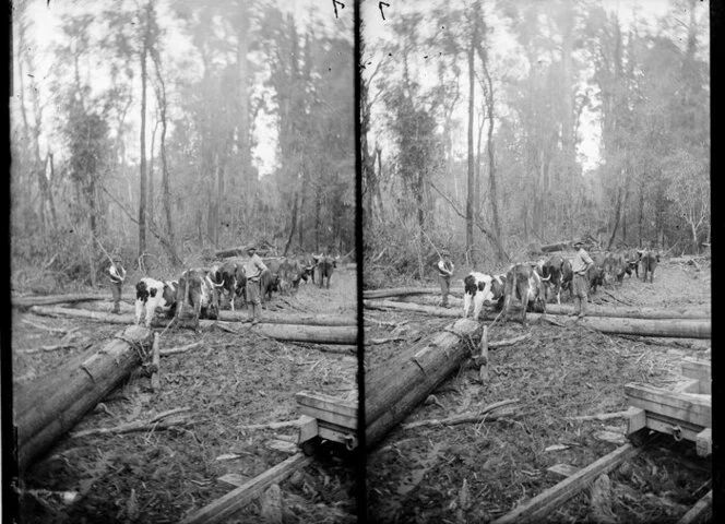 Two men with bullock team hauling log in bush, probably Wanganui area