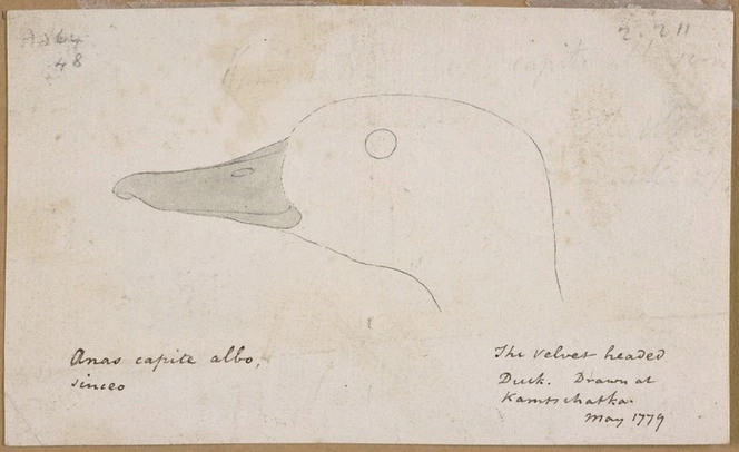 Ellis, William Wade, d 1785 :Anas capite albo sinceo. The velvet headed duck. Drawn at Kamtschatka May 1779