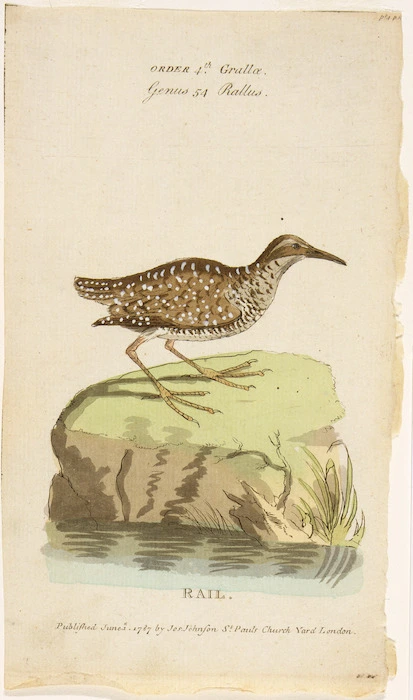 [Latham, John] 1740-1837 :Rail. Order 4th Grallae. Genus 54 Rallus. 1787.