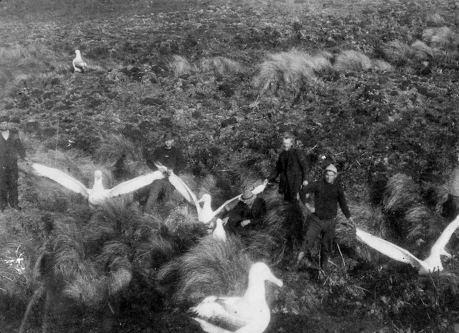 Men amongst albatrosses at Campbell Island