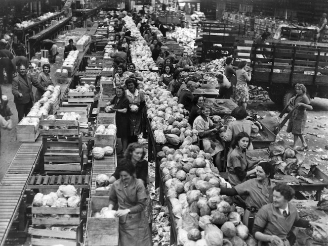 Interior of a food dehydration plant in Pukekohe during World War II