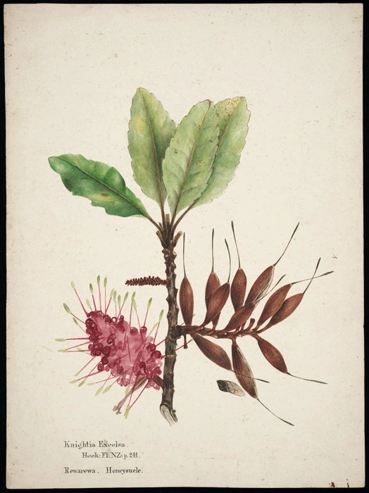 Tizard, Frances Walker, 1850-1895 :Knightia Excelsa, Hook. Fl. NZ, p.241. Rewarewa. Honeysucle [sic]. [ca 1880].