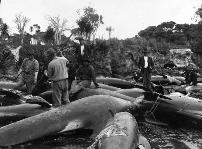 Men, amongst the bodies of whales cast up on a beach, Houhora, Northland