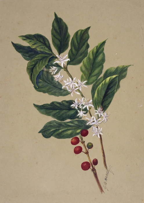 Hetley, Georgina Burne, 1832?-1898 :Coffea arabica, Madeira [ca 1850]