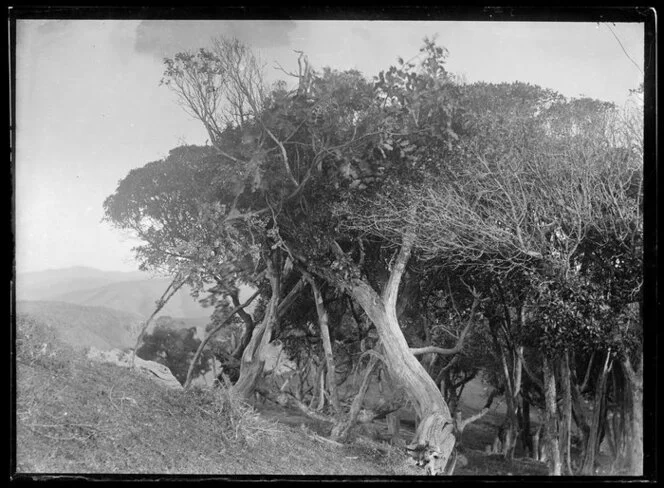 Stand of trees on hillside