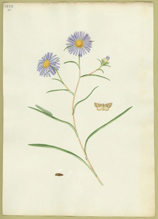 Abbot, John, 1751-1840 :Crosswort moth. [ca 1820]