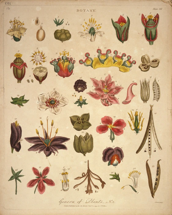 Pass, John, 1783?-1832 [engraver] :Genera of plants. No. 2. Botany. Plate XII. Pass sculp. London, J. Wilkes, Sept 4 1799.