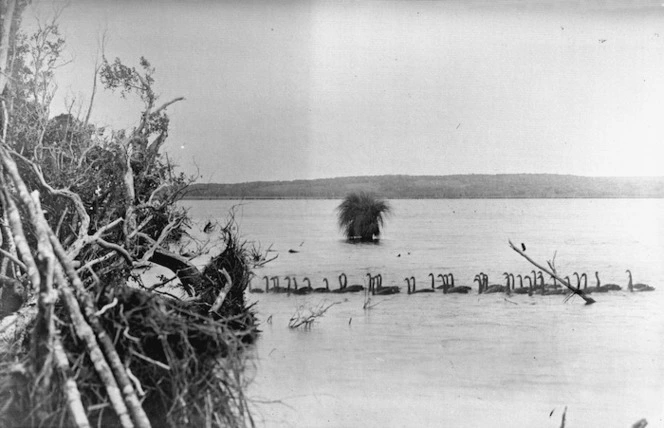 Swans on Lake Huro, Chatham Islands