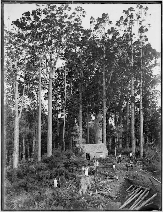 Timber camp at Campbell's Bush, Totara North, Northland