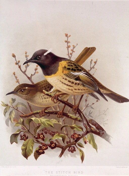 Keulemans, John Gerrard, 1842-1912 :The stitch bird - pognornis cincta (male and female). / J. G. Keulemans delt. & lith. Judd & Co. Ltd. [Plate XVII. 1888].