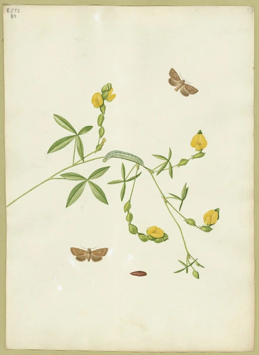 Abbot, John, 1751-1840 :Quaker moth. [ca 1820]