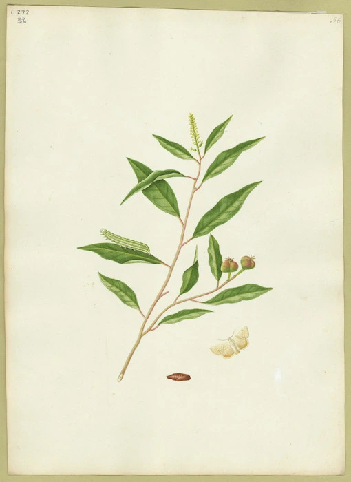 Abbot, John, 1751-1840 :Triangle buff moth. [ca 1820]
