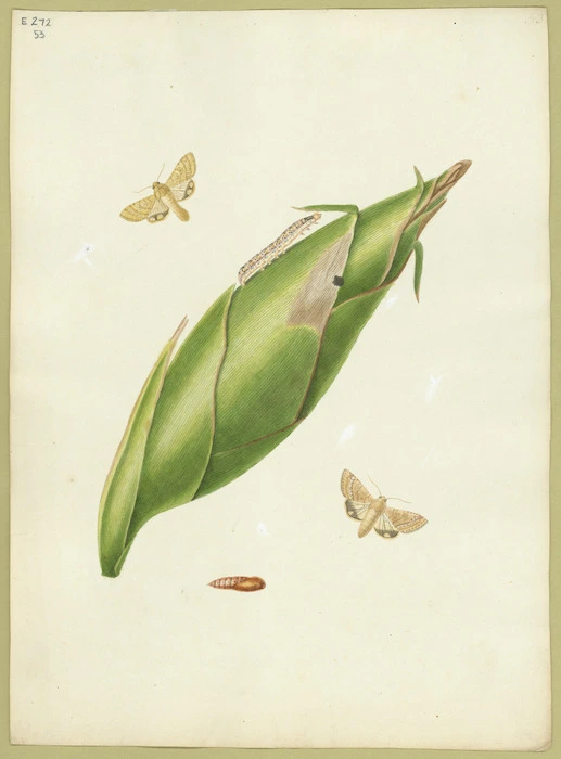 Abbot, John, 1751-1840 :Maize moth. [ca 1820]
