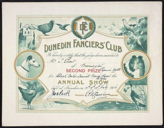 Dunedin Fanciers' Club: Annual show, Dunedin 12-14 July 1906. Second prize to Mr S Prout of Mornington for Black cocker novice bitches "Papanui Corelli"