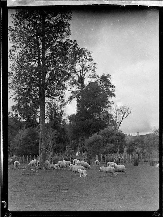 Sheep grazing, Wanganui