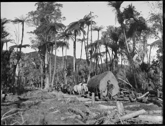 Log hauling, Northland region