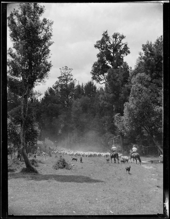 Sheep, two horsemen and dogs, Mangamahu