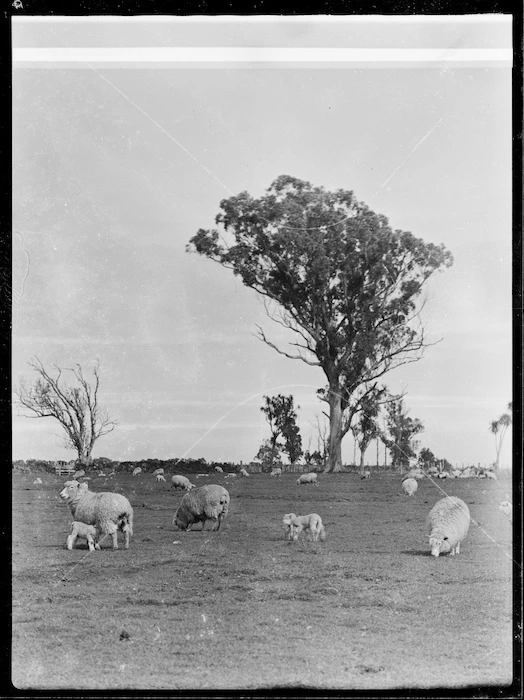 Sheep, lambs and gum trees, Fordell