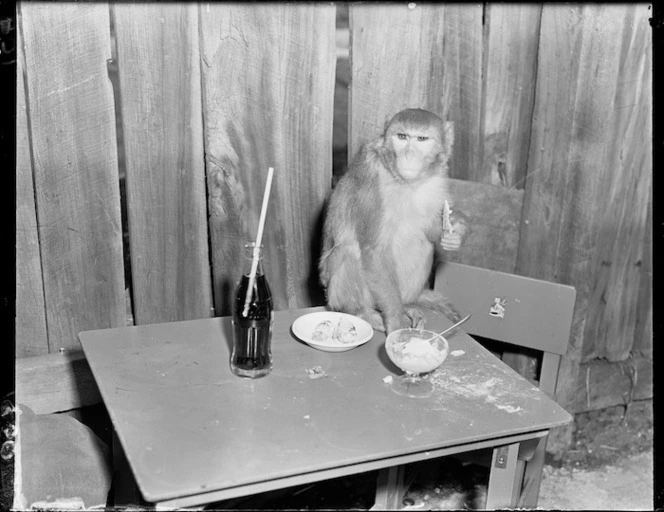 Monkey has a party