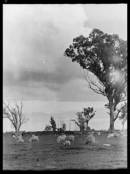 Sheep, lambs and gum trees, Fordell