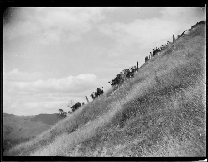 Cattle on the skyline, Mangamahu