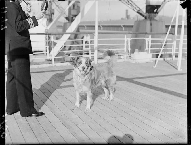 Dog on the Port Auckland