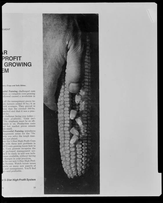 Hand holding corn