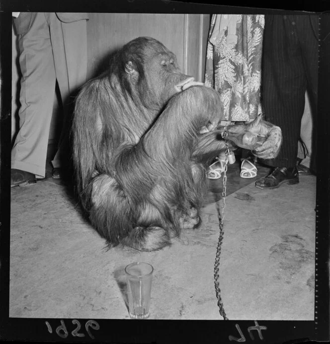 Orangutan from Wirth's Circus