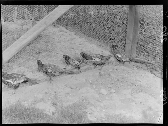 Pheasants in a cage at a game farm, Paraparaumu