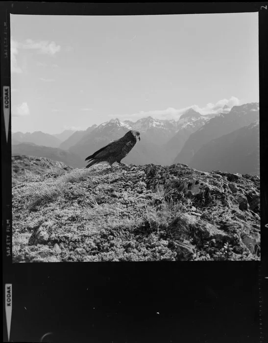 Kea, Routeburn Track