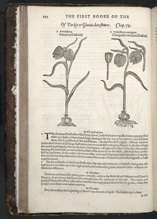 The herball or Generall historie of plantes. Gathered by Iohn Gerarde of London Master in Chirurgerie